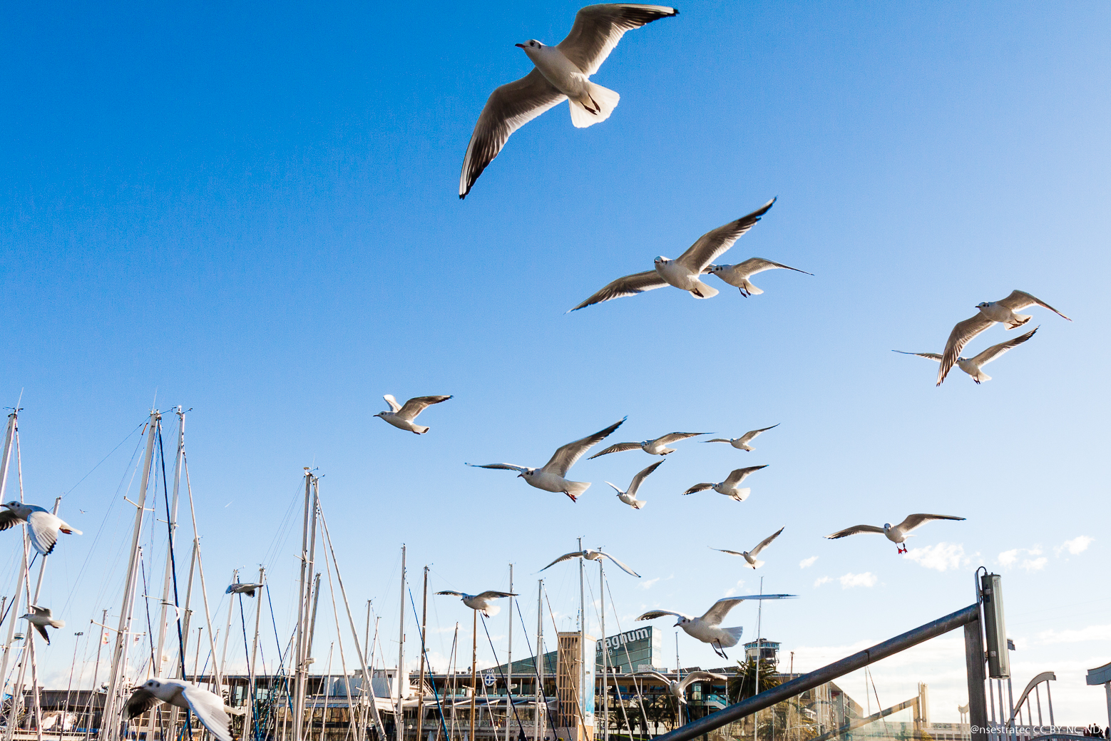 gaviotas barceloneta